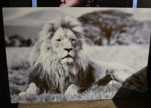 Alu-art-leeuw-2.jpg