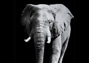 Alubrush-olifant.jpg