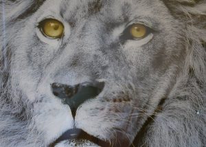alu-art-lion-vierkant.jpg