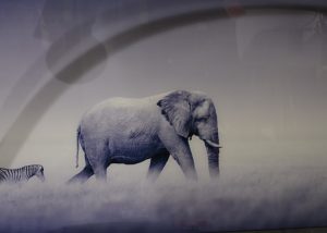 alu-art-olifant-en-zebra.jpg